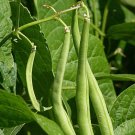Best-Selling Blue-Lake Bean Seeds | Bush Variety Best-Selling Blue-Lake Bean Seeds | Bush Variety