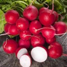 Top-Quality 300+ Cherry Belle Radish Seeds | Non-GMO Heirloom Fresh Garden Seeds USA Top-Quality 300+ Cherry Belle Radish Seeds | Non-GMO Heirloom Fresh Garden Seeds USA