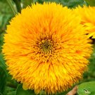 Limited Edition Sungold Teddy Bear Sunflower Seeds for Planting | Fresh Garden Seeds