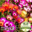 Top-Quality Color Mix Ice Plant Ground Cover Seeds | Fresh Garden Seeds