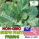 New Arrival 800+ Vates Collard Green Seeds | Non-GMO | Heirloom Fresh Garden Seeds USA