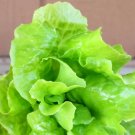 Exclusive Tom-Thumb Leaf Lettuce Seeds