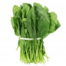 Exclusive Tendergreen Spinach Seeds | NON-GMO Mustard Seeds Exclusive Tendergreen Spinach Seeds | NON-GMO Mustard Seeds