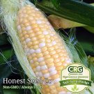 Best-Selling Serendipity SWEET Corn Seeds UNTREATED | Non-GMO | Fresh Garden Seeds BULK Best-Selling Serendipity SWEET Corn Seeds UNTREATED | Non-GMO | Fresh Garden Seeds BULK
