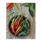 Best-Selling Thai ""Prik-Mun"" Pepper Seeds | Non-GMO | Fresh Garden Seeds Best-Selling Thai ""Prik-Mun"" Pepper Seeds | Non-GMO | Fresh Garden Seeds