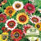 Best-Selling Painted Daisy Seeds | Mixed Perennial Flower Colors Attract Pollinators Non-GMO