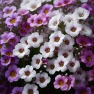 Limited Edition Groundcover aubrieta White & Purple COLOR MIX Rock Cress PERENNIAL Non-GMO Limited Edition Groundcover aubrieta White & Purple COLOR MIX Rock Cress PERENNIAL Non-GMO