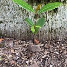 Top-Quality Cherry Laurel Seedlings (Not Cuttings!) - Fast Growing Tree Hedge