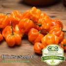 Premium 25+ Orange Habanero Pepper Seeds | Non-GMO | Fresh Garden Seeds