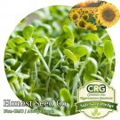 Top-Quality Bulk BLACK OIL SUNFLOWER Microgreen Seeds | Non-GMO Vegetable Seeds - Ships 0 Top-Quality Bulk BLACK OIL SUNFLOWER Microgreen Seeds | Non-GMO Vegetable Seeds - Ships 0