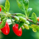 New Arrival Goji Berry Seeds for Planting | Wolfberry New Arrival Goji Berry Seeds for Planting | Wolfberry