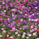 Best-Selling Moss Verbena Ground Cover Seeds - Easy to Grow, Pollinator Attractant Best-Selling Moss Verbena Ground Cover Seeds - Easy to Grow, Pollinator Attractant