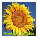 Exclusive Mammoth Grey-Stripe Sunflower Seeds BULK | Non-GMO | Heirloom Garden Seeds