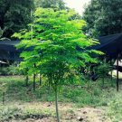 Top-Quality 50+ Moringa Seeds for Planting | Non-GMO | Fast growing tree seeds USA Top-Quality 50+ Moringa Seeds for Planting | Non-GMO | Fast growing tree seeds USA