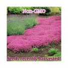 Best-Selling Pink Creeping Thyme Seeds | Non-GMO | Bulk Groundcover Seeds Best-Selling Pink Creeping Thyme Seeds | Non-GMO | Bulk Groundcover Seeds