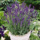 Premium Vera Lavender Seeds 500+ | PERENNIAL Flower Garden Seeds USA 0 Shipping