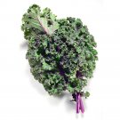 Top-Quality 300+ Red Kale Seeds | Non-GMO | Heirloom Garden Seeds