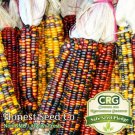 Limited Edition 2400+ Indian Corn Seeds | 1 lb Non-GMO Vegetable Garden Seeds Ships 0 USA