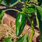 New Arrival 50+ Ancho Poblano Pepper Seeds