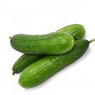 New Arrival Beit Alpha Cucumber Seeds, Persian Cucumber, Burpless, 0 SHIPPING