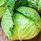 Limited Edition Cabbage Seeds Limited Edition Cabbage Seeds
