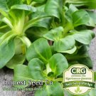 Limited Edition Mache Corn Salad Lettuce - Broad Leaf | Non-GMO Vegetable Seeds Limited Edition Mache Corn Salad Lettuce - Broad Leaf | Non-GMO Vegetable Seeds