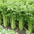 New Arrival 2500+ Tall Utah Celery Seeds | Non-GMO | Heirloom Fresh Garden Seeds New Arrival 2500+ Tall Utah Celery Seeds | Non-GMO | Heirloom Fresh Garden Seeds