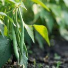 Premium Jade Bush Green Bean Seeds, Stringless Variety, Non-GMO Ships 0
