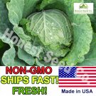 Top-Quality 400+ Savoy Cabbage Seeds | Non-GMO | Heirloom | Fresh Garden Seeds USA Top-Quality 400+ Savoy Cabbage Seeds | Non-GMO | Heirloom | Fresh Garden Seeds USA