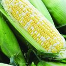 Exclusive 30+ Ambrosia Sweet Corn Seeds | Non-GMO | Hybrid |