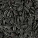 Exclusive Black Oil Sunflower Seeds for Planting GIANT Sunflowers Exclusive Black Oil Sunflower Seeds for Planting GIANT Sunflowers