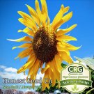 Limited Edition Skyscraper Sunflower Seeds for planting | Organic | Non-GMO | Fresh Garden Seeds