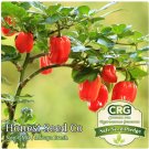 New Arrival 25+ Red Scotch Bonnet Pepper Seeds, Non-GMO, Organically Grown New Arrival 25+ Red Scotch Bonnet Pepper Seeds, Non-GMO, Organically Grown
