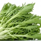 Exclusive Green Curled Endive Seeds | Non-GMO | Fresh Garden Seeds Exclusive Green Curled Endive Seeds | Non-GMO | Fresh Garden Seeds