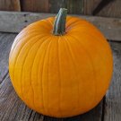 Top-Quality Connecticut Field Pumpkin Seeds for Planting Top-Quality Connecticut Field Pumpkin Seeds for Planting