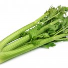 Top-Quality Tall Utah Celery Seeds | Fresh NonGMO Heirloom Garden Seeds Top-Quality Tall Utah Celery Seeds | Fresh NonGMO Heirloom Garden Seeds