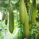 Exclusive 50+ Armenian Yard Long Cucumber Seeds | Non-GMO | Fresh Garden Seeds USA Exclusive 50+ Armenian Yard Long Cucumber Seeds | Non-GMO | Fresh Garden Seeds USA