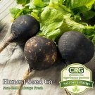 Limited Edition 300+ Black Spanish Radish Seeds | Non-GMO | Fresh Garden Seeds from USA Limited Edition 300+ Black Spanish Radish Seeds | Non-GMO | Fresh Garden Seeds from USA