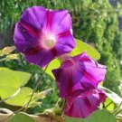Top-Quality 100 GRANDPA OTT MORNING GLORY Ipomoea Purpurea Flower Vine Seeds Top-Quality 100 GRANDPA OTT MORNING GLORY Ipomoea Purpurea Flower Vine Seeds