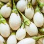 Exclusive 30 EASTER EGG PLANT Ornamental Easter Eggplant / Nest Egg Solanum Ovigerum Seeds