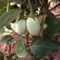 Exclusive 30 EASTER EGG PLANT Ornamental Easter Eggplant / Nest Egg Solanum Ovigerum Seeds
