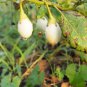 Exclusive 30 EASTER EGG PLANT Ornamental Easter Eggplant / Nest Egg Solanum Ovigerum Seeds