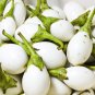 Exclusive 30 EASTER EGG PLANT Ornamental Easter Eggplant / Nest Egg Solanum Ovigerum Seeds