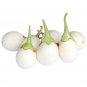 Exclusive 30 EASTER EGG PLANT Ornamental Easter Eggplant / Nest Egg Solanum Ovigerum Seeds