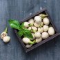 Exclusive 30 EASTER EGG PLANT Ornamental Easter Eggplant / Nest Egg Solanum Ovigerum Seeds