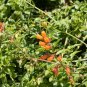 Premium 40 CHILEAN GLORY VINE Eccremocarpus Scaber Flower Seeds