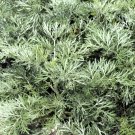New Arrival 500 ABSINTHE WORMWOOD Common Artemisia Absinthium Green Ginger Herb Flower Seeds