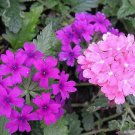 Top-Quality 200 Pink & Purple MOSS VERBENA Verbena Tenuisecta Fragrant Hummer Flower Seeds Top-Quality 200 Pink & Purple MOSS VERBENA Verbena Tenuisecta Fragrant Hummer Flower Seeds