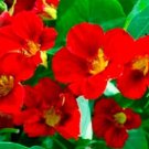 Exclusive 25 Dwarf RED EMPRESS NASTURTIUM Tropaeolum Nanum Hummingbird Flower Seeds Exclusive 25 Dwarf RED EMPRESS NASTURTIUM Tropaeolum Nanum Hummingbird Flower Seeds