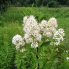 Best-Selling 100 WHITE MEADOWSWEET Spiraea Alba Queen of the Prairie Native Flower Shrub Seed Best-Selling 100 WHITE MEADOWSWEET Spiraea Alba Queen of the Prairie Native Flower Shrub Seed